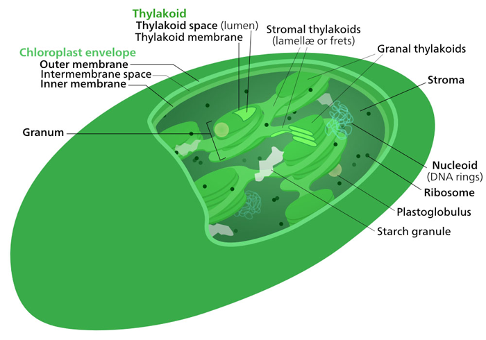 Estructura de membrana interna dentro de un cloroplasto.