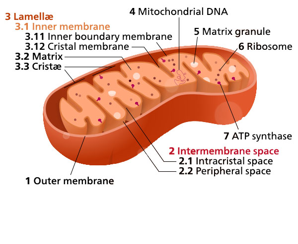 Diagrama y micrografía electrónica de transmisión de mitocondrias.