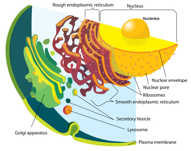 Núcleo de una célula que muestra el nucleolo en el centro del núcleo y la membrana nuclear.