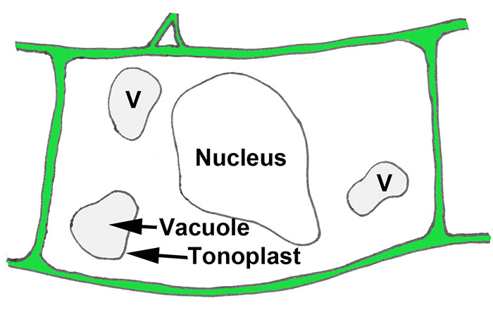 1.11: Vacuoles - Biology LibreTexts
