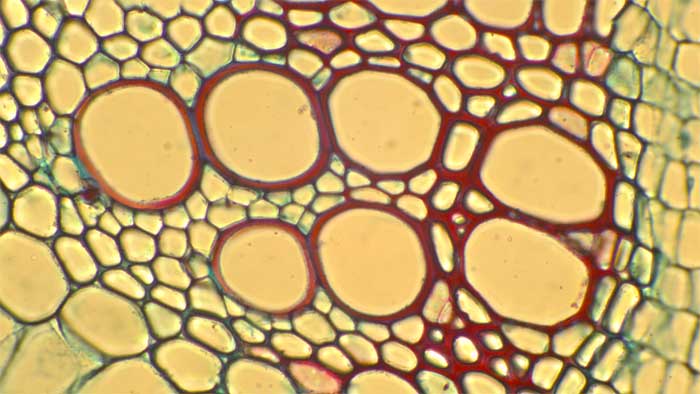 Células grandes de vasos de xilema con gruesas paredes celulares lignificadas teñidas de rojo.