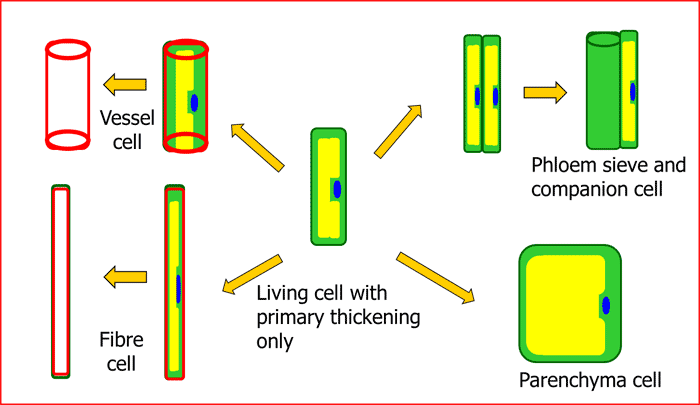 Development of a procambium cell