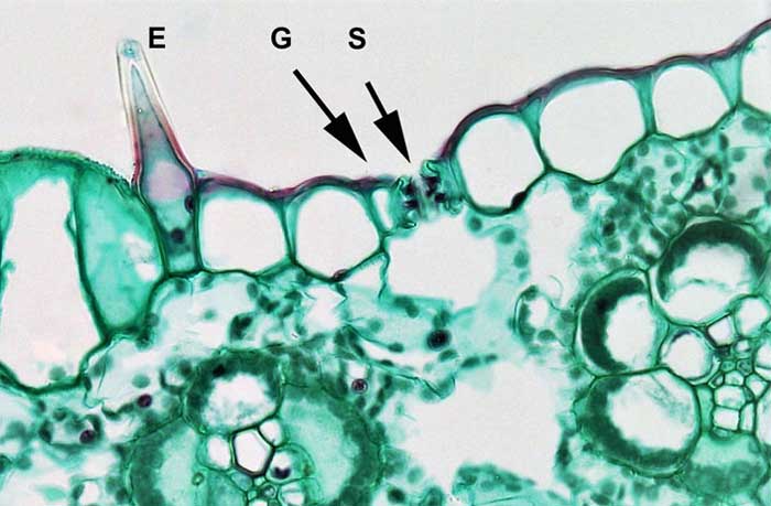 Stoma (S), (plural stomata) on the upper surface of a mesophyte leaf, in the middle of two guard cells (G).