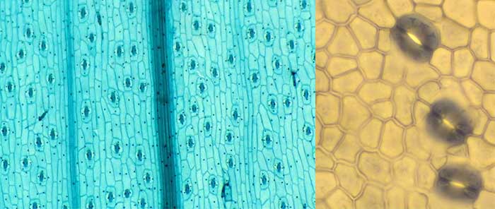 Stomata across the surface of the epidermis of the