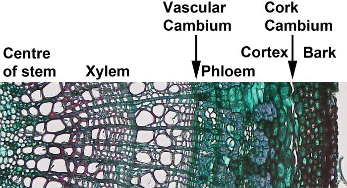The locations of the secondary xylem, vascular cambium, secondary phloem, cortex, cork cambium and bark.