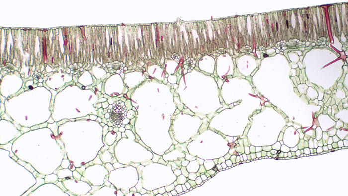 Un ejemplo de una hoja con características de hidrófitos.