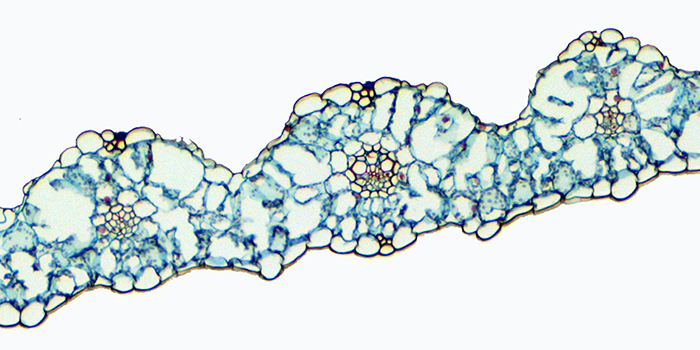 A leaf of a species with C3 leaf architecture (Triticum)