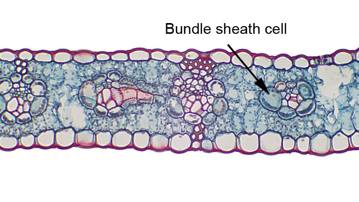 A leaf of a species with C4 leaf architecture