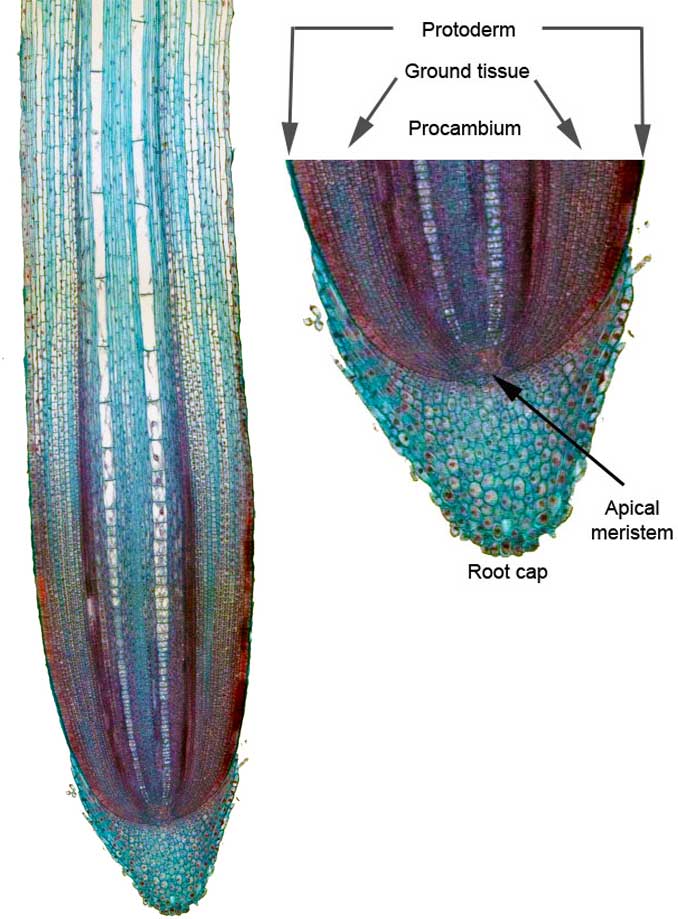 El meristemo apical y los tejidos meristemáticos que se desarrollan a partir del meristemo apical de la raíz.