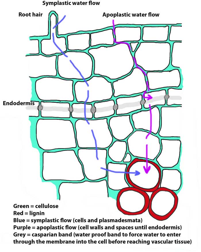 Effect of the casparian band on water flow between the cortex and the xylem.