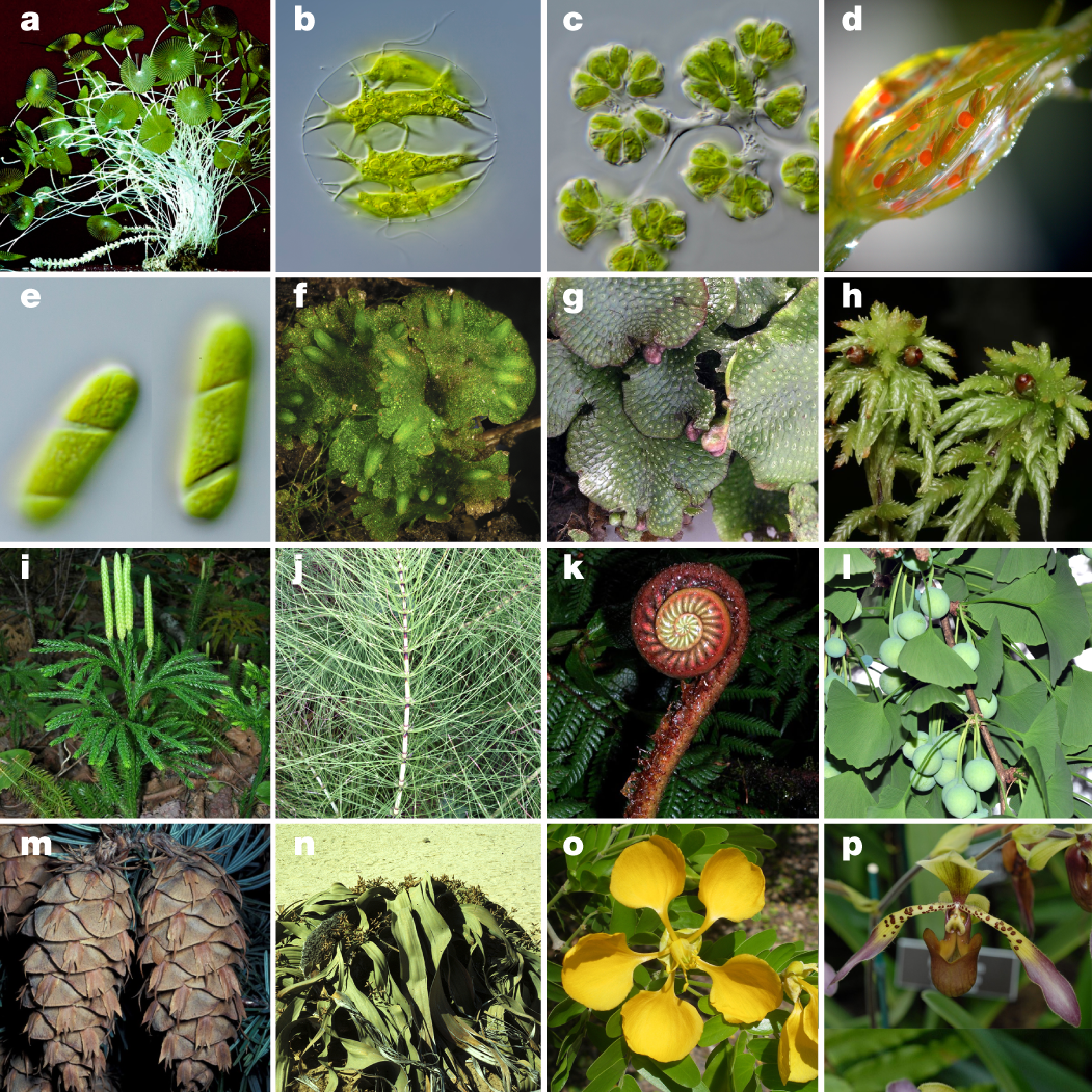 A compilation of images, each representing a different organism from one of the major lineages within the Viridiplantae.