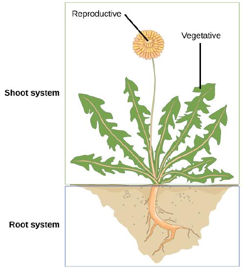 A dandelion plant with shoot and root system