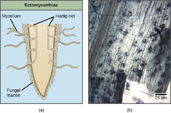 Part A compares two types of mycorrhizae: ectomycorrhiza (A) and arbuscular mycorrhiza (B). 