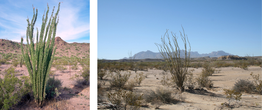 : Desert - Biology LibreTexts