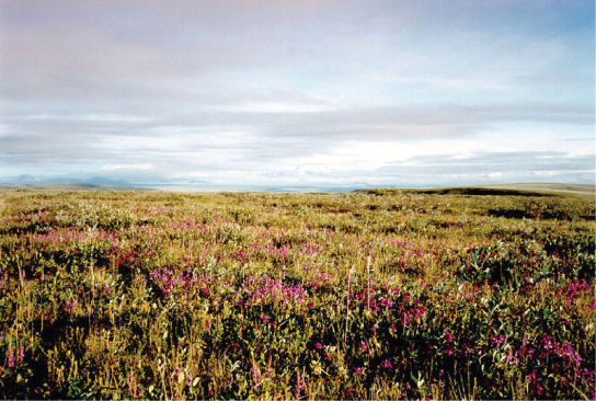 A flat plain covered with shrub. Many of the shrubs are covered in pink flowers.