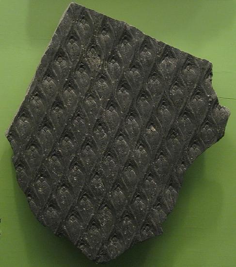 A fossil with a repeating geometric pattern 