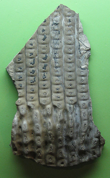 A fossil with a repeated pattern of squares with a central dot