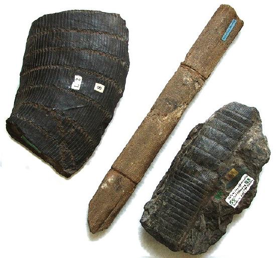 Calamites stem fossils showing jointed stems with ribbing, similar to Equisetum