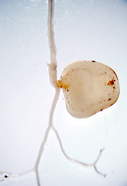A pale, flat thallus has an emerging sporophyte: roots extend downward from the sporophyte stem, which grows in the opposite direction.