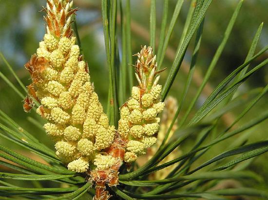 Two clusters of small pollen cones at the tip of a pine branch. They look soft and are smaller than the needles.
