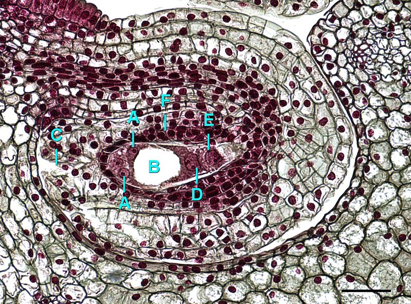 A cross section of a Lilium ovary, showing just the ovule, at a later stage of development.