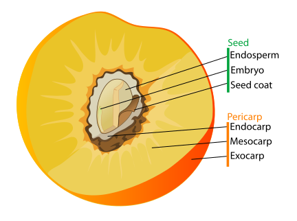 A long section of a peach showing layers of pericarp 