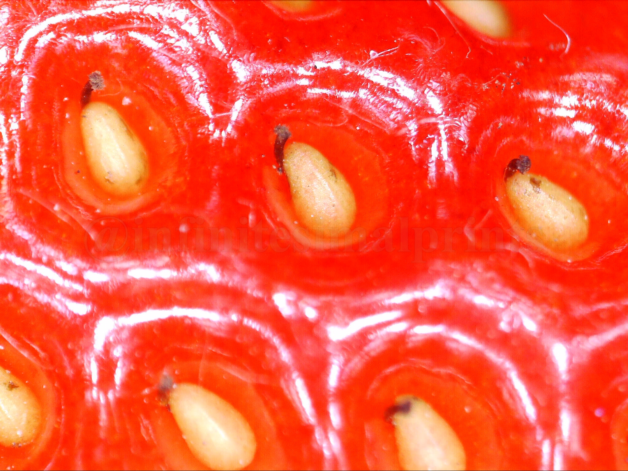 Achenes on the outside of a strawberry