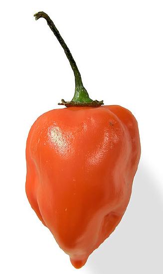 A bright red Habanero pepper