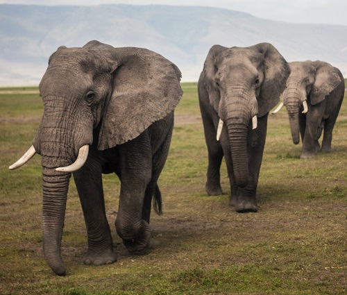 mindtouch.page#thumbnail