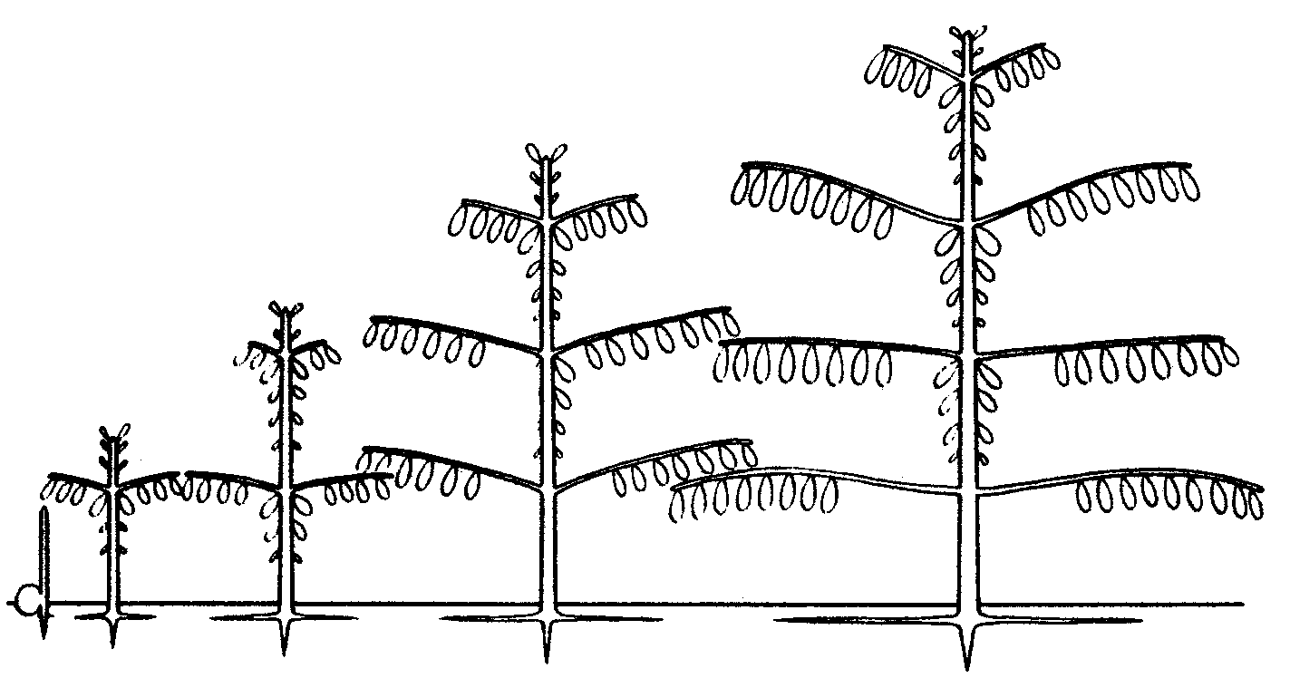 4.2: Architectural Models of Tropical Trees- Illustrated