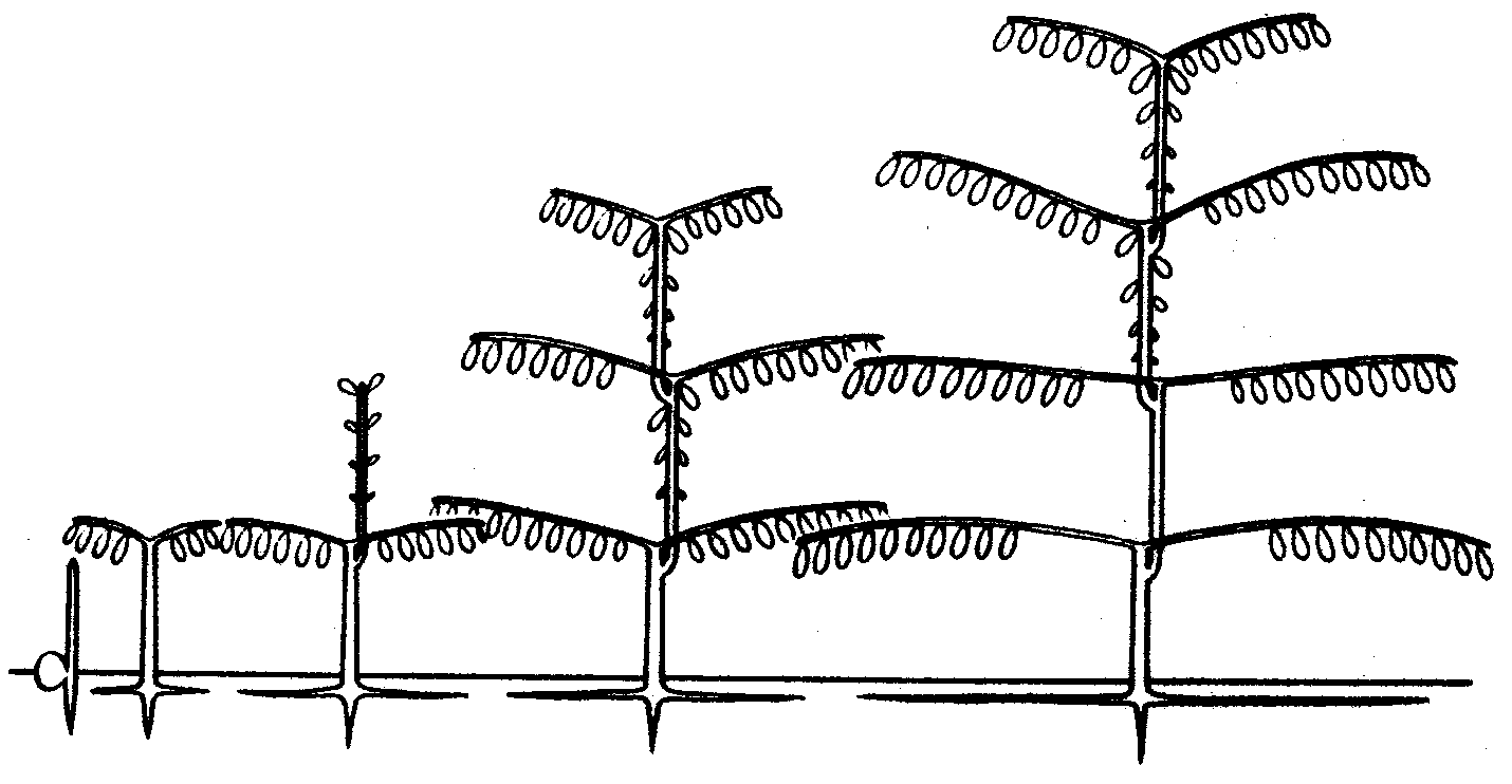 4.2: Architectural Models of Tropical Trees- Illustrated