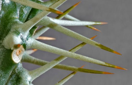 Several spines from a cactus are pale white with orange tips. In the white area, small greenish dots can be distinguished.