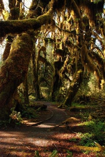 Trees are covered with moss at Hall of Mosses at Olympic National Park