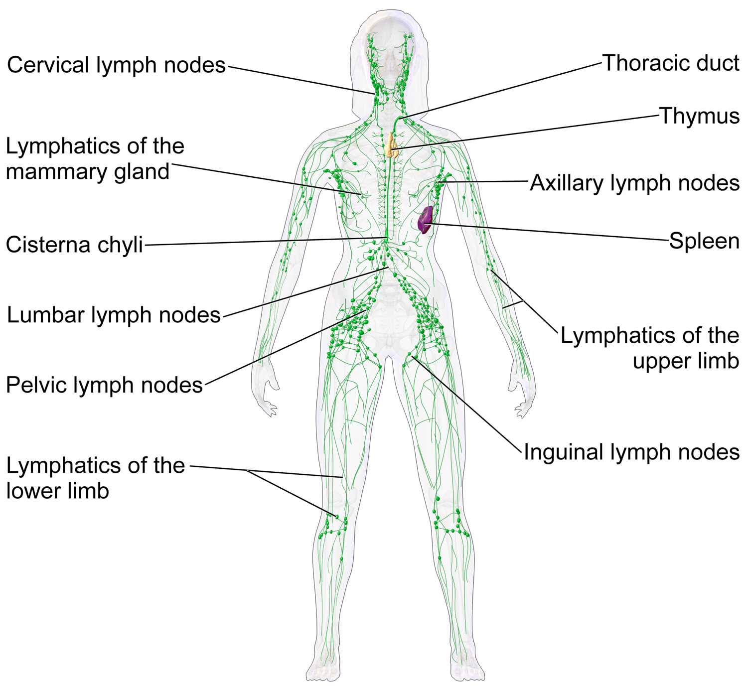 Lymphatic organs and vessels