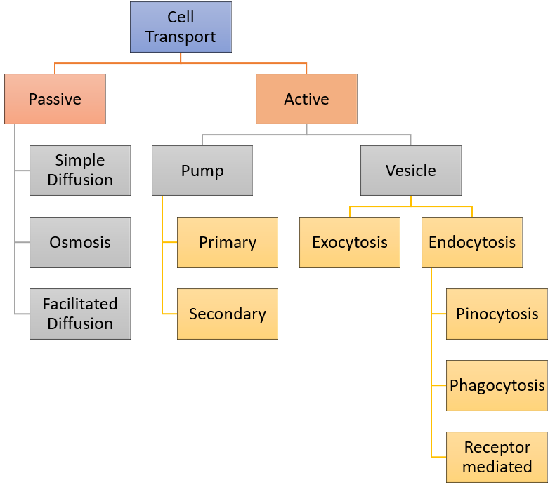 2 Types Of Cellular Transport Folse Hishey   Cell Transport 