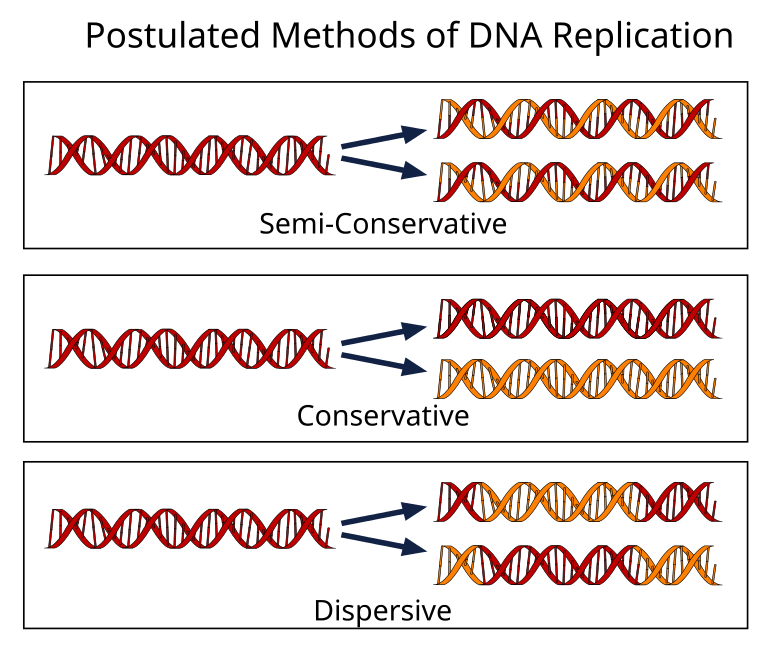 hypothesis on dna replication