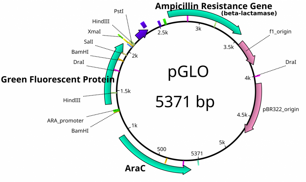 pGlo1-1024x609.png