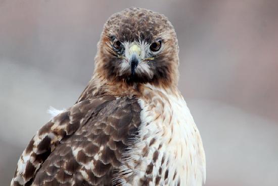 Close-up of Rosie on a fence post
