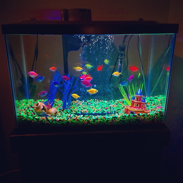 The perks of working for a pet company... I brought home a GloFish tank and a bunch of fish! Yes these fish actually glow under black light. #GloFish #Tetra #Fish #Aquarium