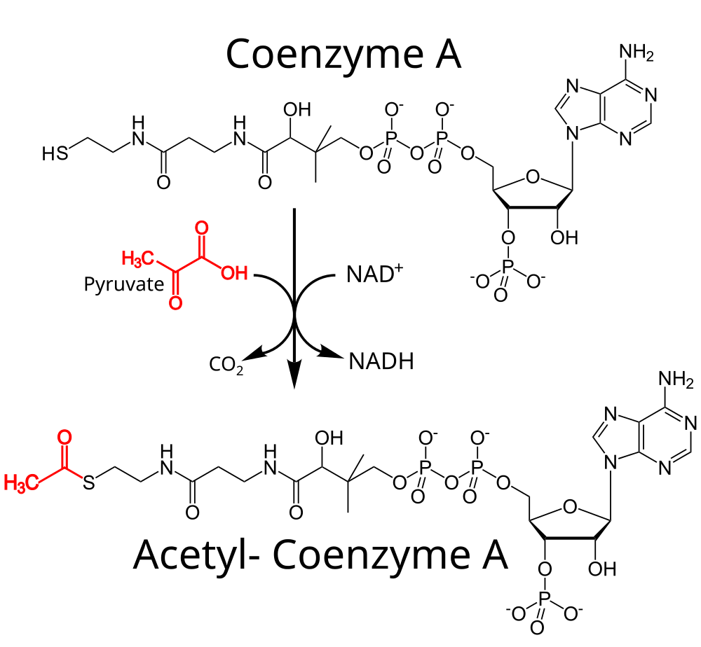 Acetyl-CoA production from CoA