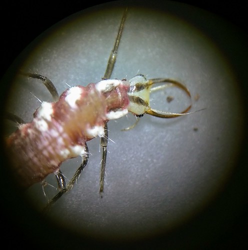 Larva Chrysoperla rufilabris