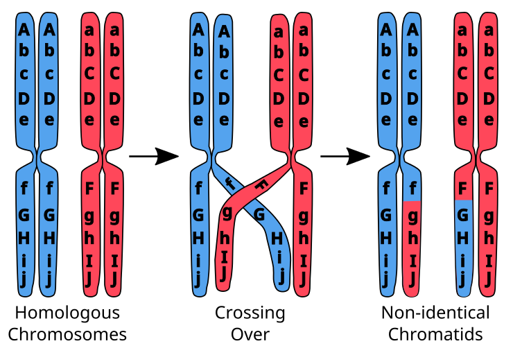 Cruce cromosómico