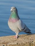 common rock pigeon
