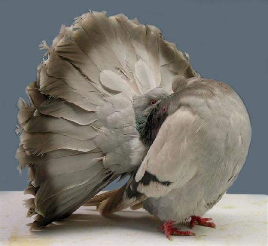 Fantail pigeon