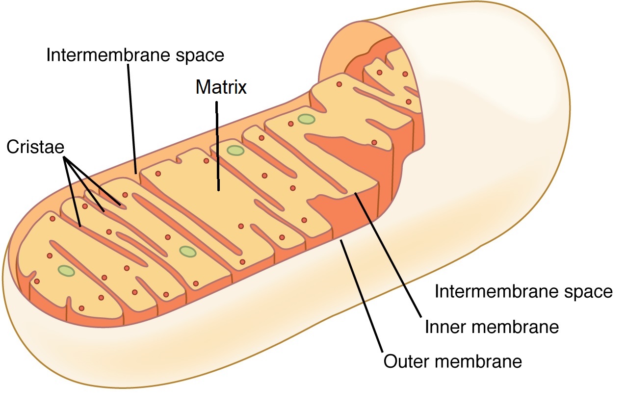 The peanut-shaped mitochondrion is bordered by an outer membrane and folded inner membranes.