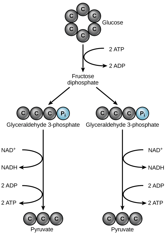 La glucosa cambia a fructosa-1,6-bisfosfato y luego a dos gliceraldehído-3-fosfato, cada uno de los cuales se convierte en piruvato.