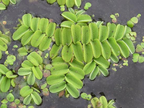 Salvinia natans is shaped like tiny green tacos floating in the water. The inner surface of the leaves have hairs.