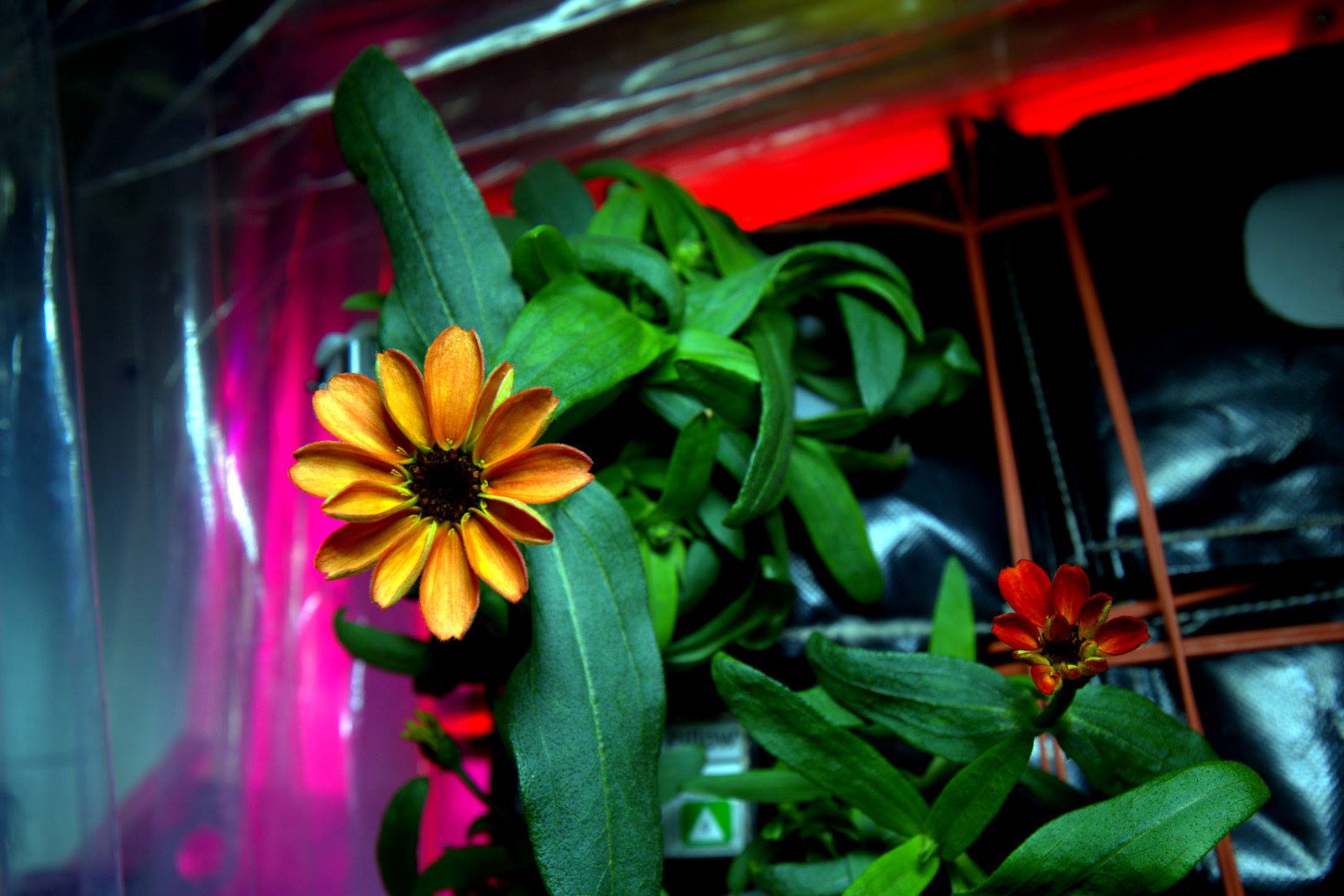 A composite flower under red lights at the International Space Station