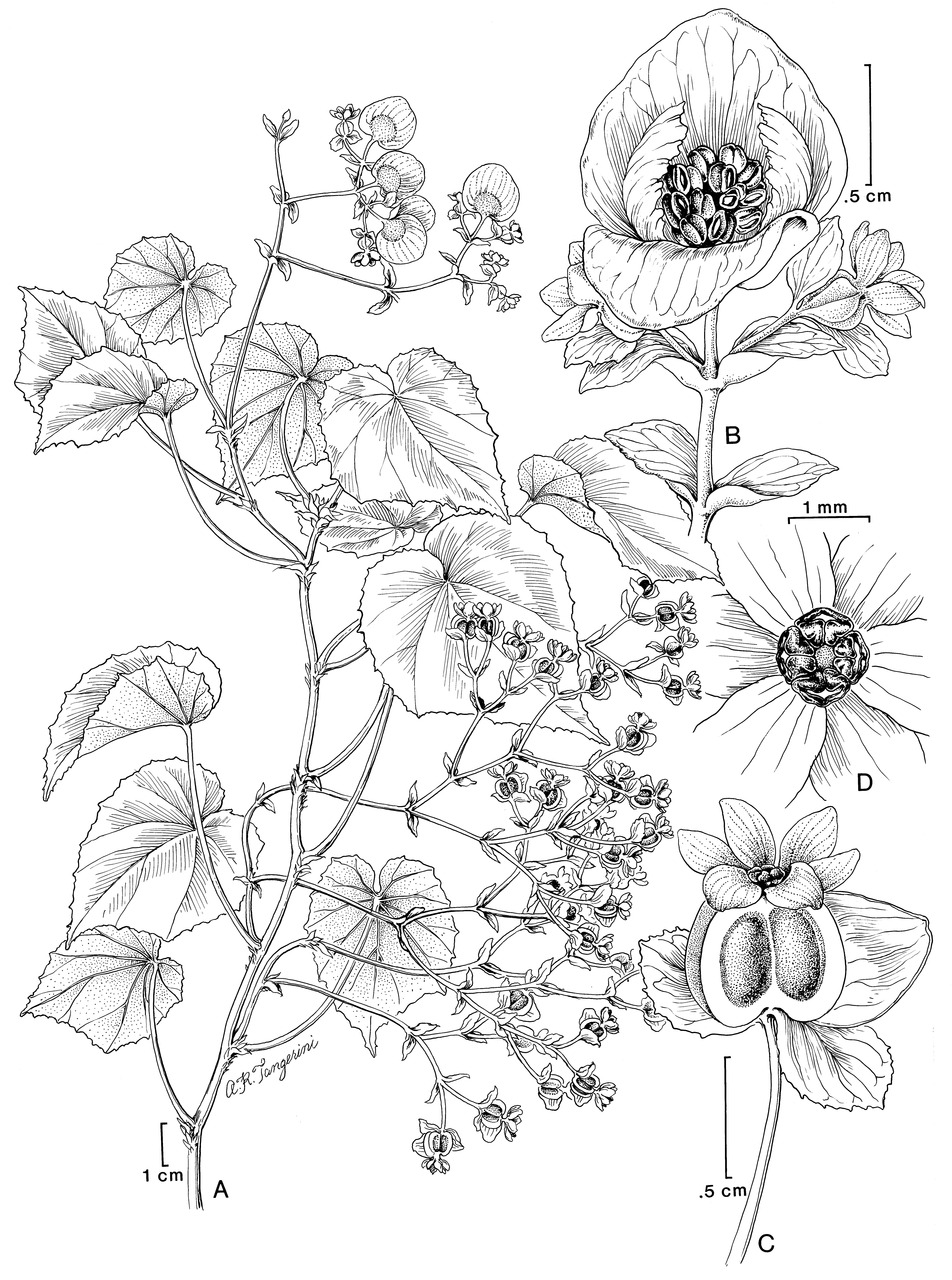 Line drawing of Begonia, showing imperfect flowers. Staminate flowers are filled with stamens, and carpellate flowers have expanded, inferior ovaries.