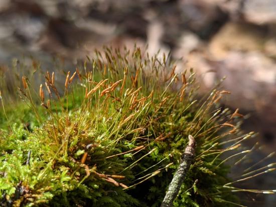 Tetraphis moss has long, brown sporophytes with oval capsules at the tip. The rest of the plant is the green, cushiony gametophyte.